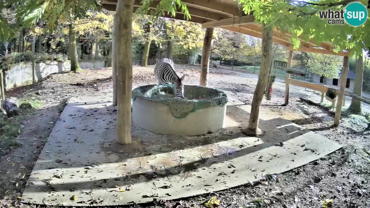 Live webcam Les zèbres in Ljubljana ZOO – Slovénie