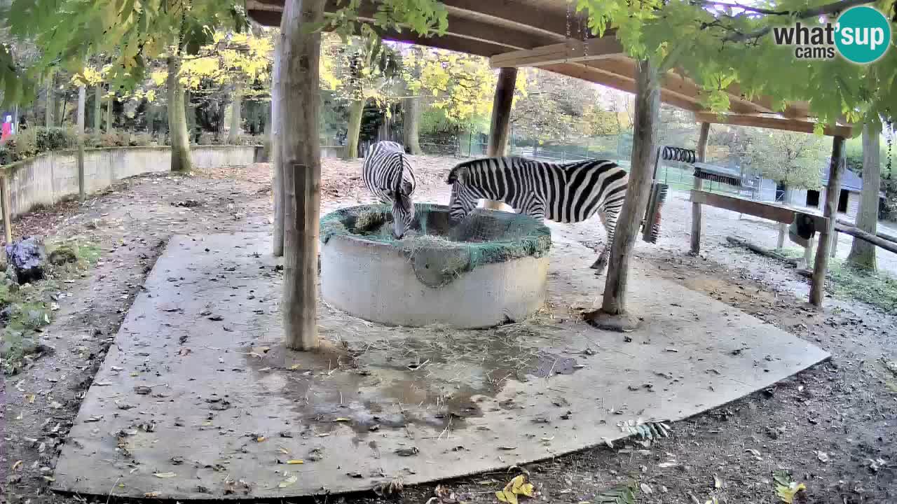 Live webcam Les zèbres in Ljubljana ZOO – Slovénie