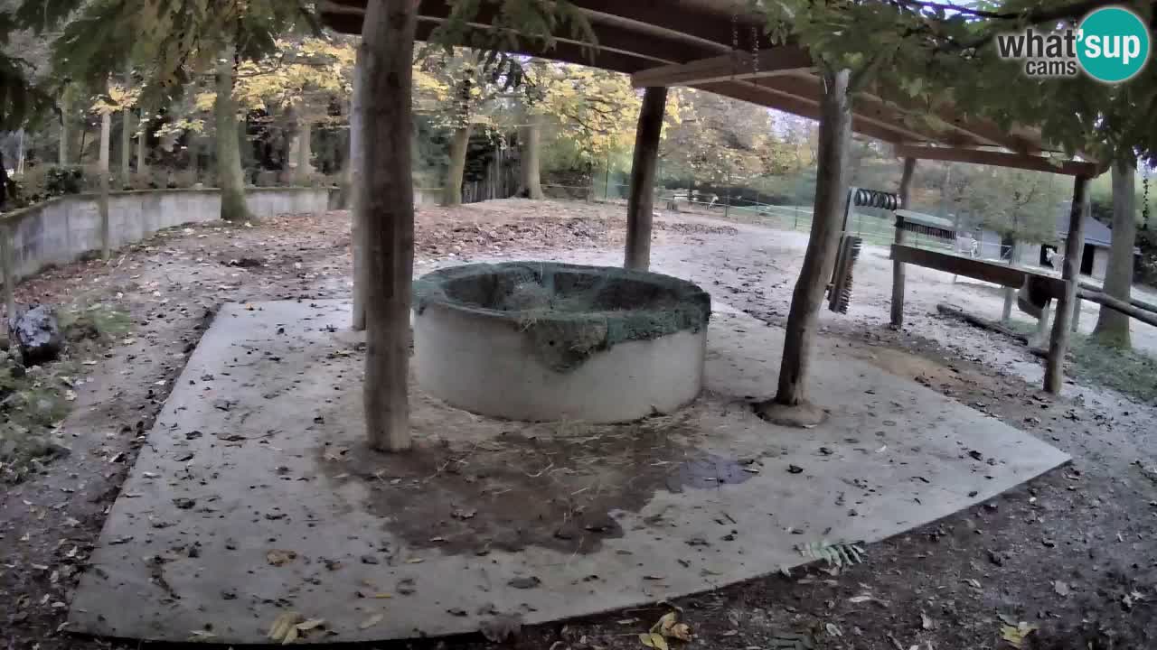 Zebre v živo v živalskem vrtu Ljubljana ZOO spletne kamere