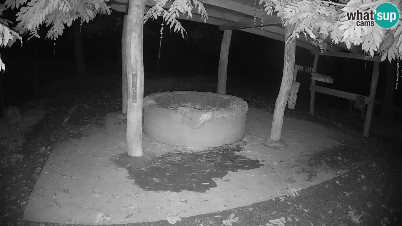 Camera en vivo Cebras in Ljubljana ZOO – Eslovenia