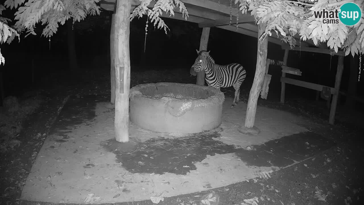 Live webcam Les zèbres in Ljubljana ZOO – Slovénie