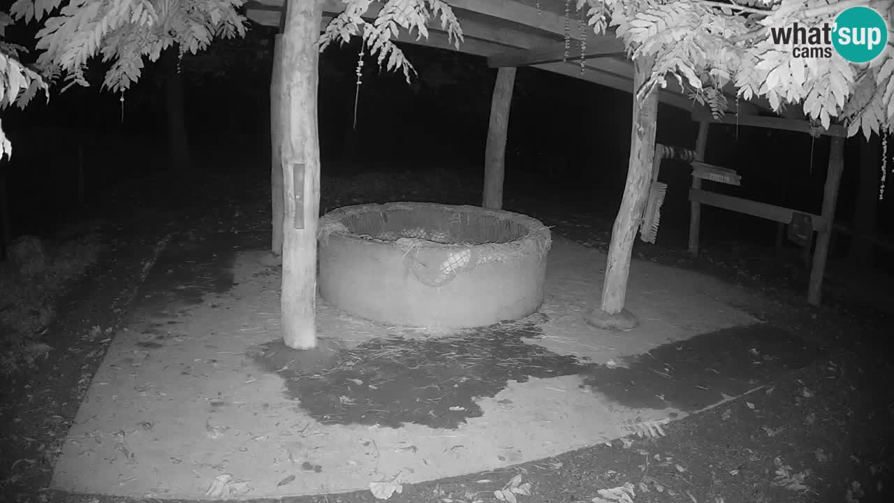 Zebre v živo v živalskem vrtu Ljubljana ZOO spletne kamere