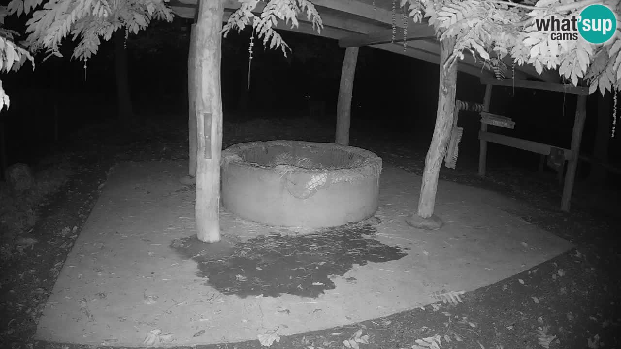 Le Zebre nello ZOO di Ljubljana – Slovenia Live webcam
