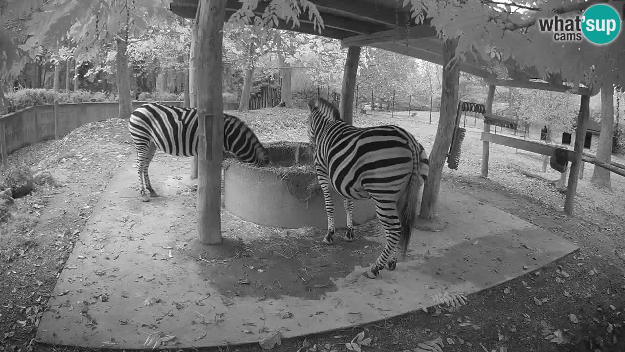 Web kamera uživo Zebras u ZOO Ljubljana – Slovenija