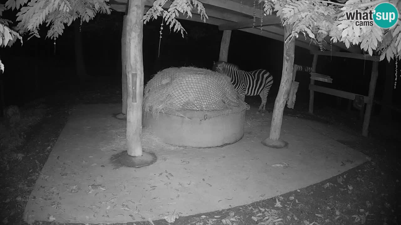 Camera en vivo Cebras in Ljubljana ZOO – Eslovenia