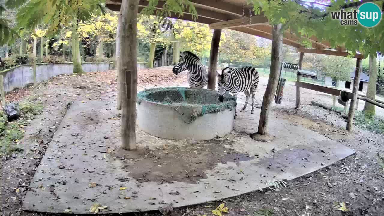 Live webcam Les zèbres in Ljubljana ZOO – Slovénie