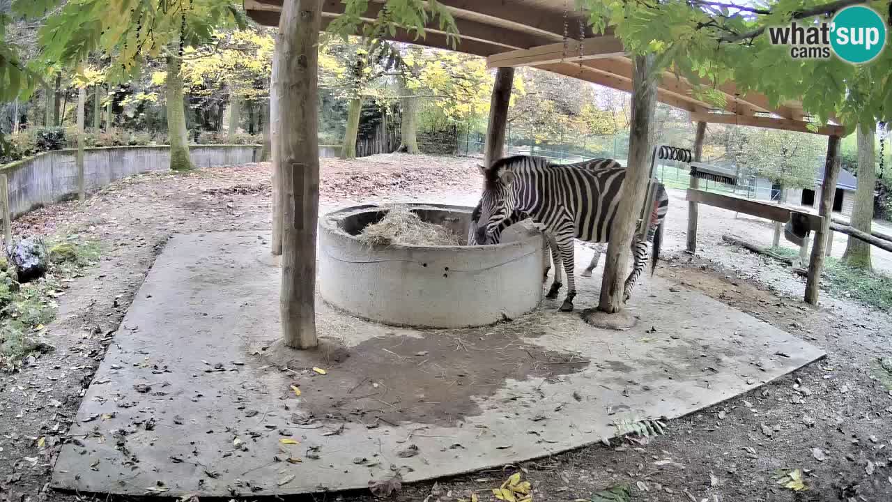 Web kamera uživo Zebras u ZOO Ljubljana – Slovenija
