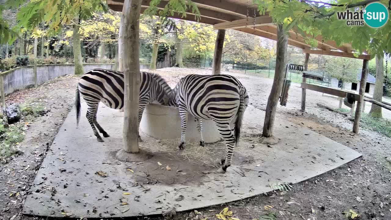 Web kamera uživo Zebras u ZOO Ljubljana – Slovenija
