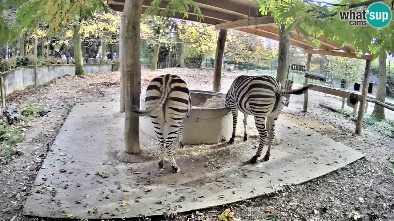 Live webcam Zebras in Ljubljana ZOO – Slovenia