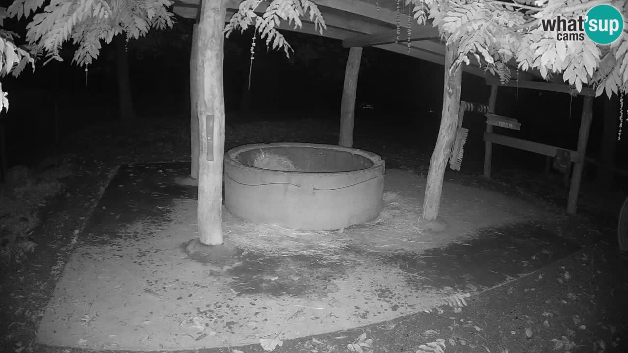 Live webcam Zebras in Ljubljana ZOO – Slovenia