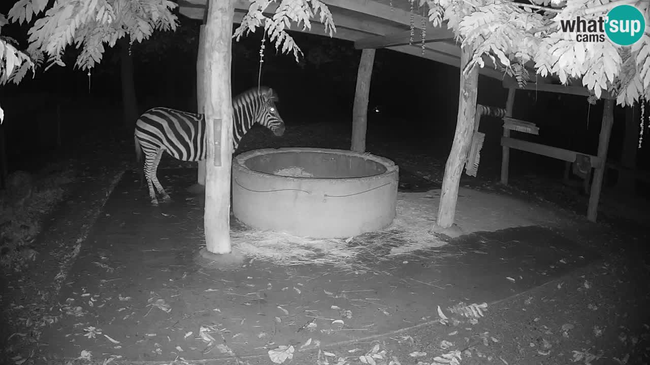 Live webcam Zebras in Ljubljana ZOO – Slovenia