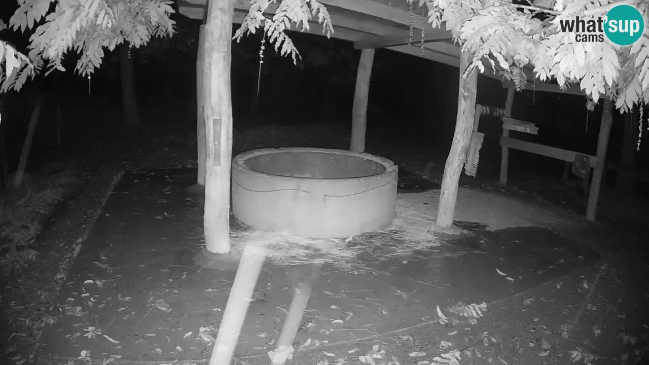 Zebre v živo v živalskem vrtu Ljubljana ZOO spletne kamere