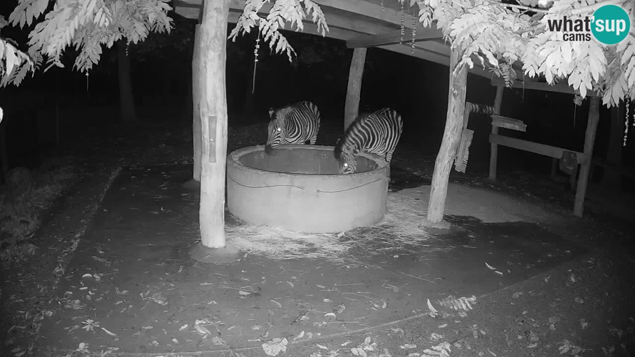 Live webcam Zebras in Ljubljana ZOO – Slovenia