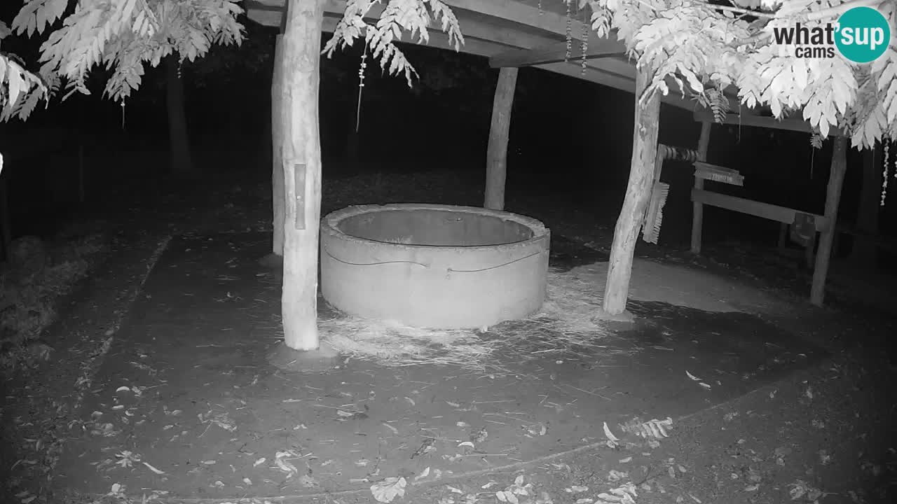 Zebre v živo v živalskem vrtu Ljubljana ZOO spletne kamere