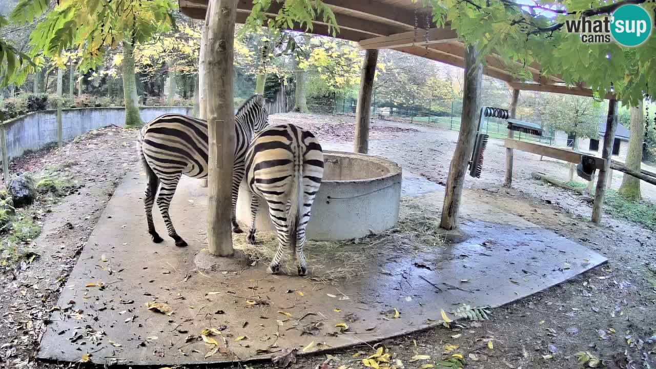 Web kamera uživo Zebras u ZOO Ljubljana – Slovenija