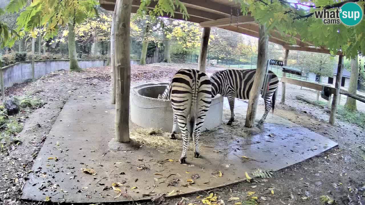 Live webcam Zebras in Ljubljana ZOO – Slovenia