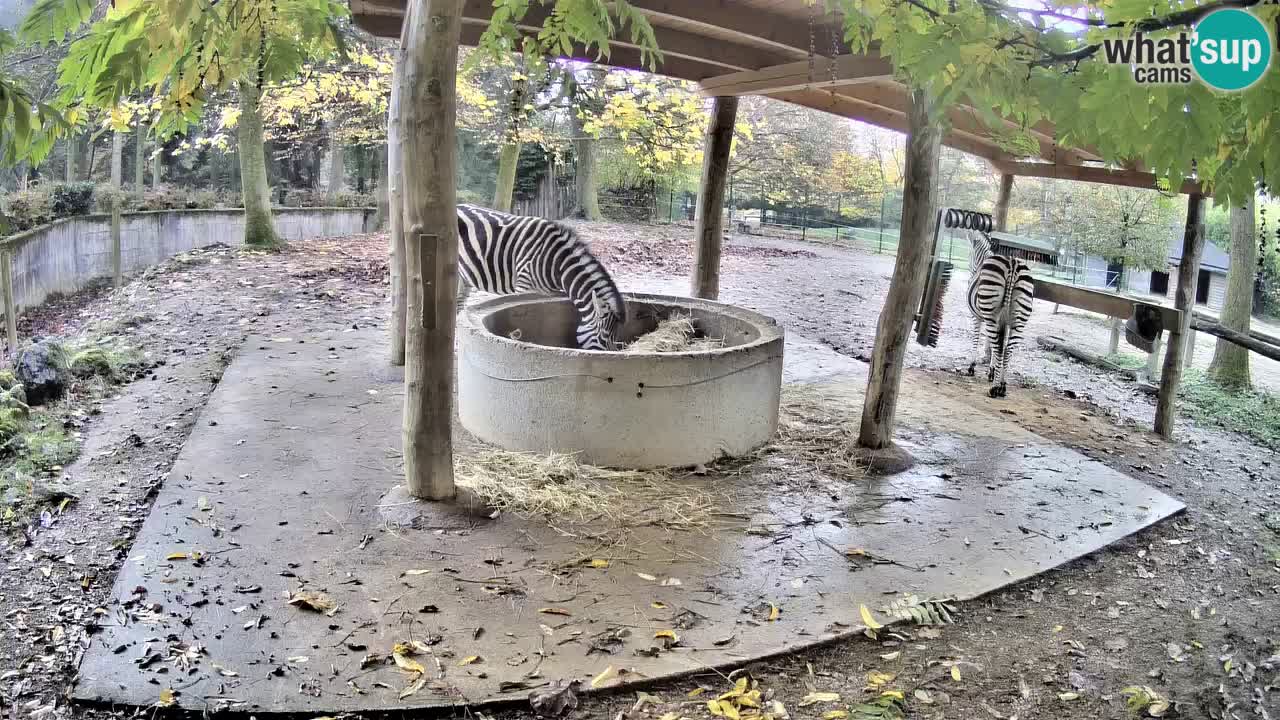 Live Webcam Zebras in Ljubljana ZOO – Slowenien