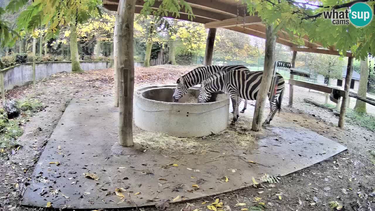 Live Webcam Zebras in Ljubljana ZOO – Slowenien