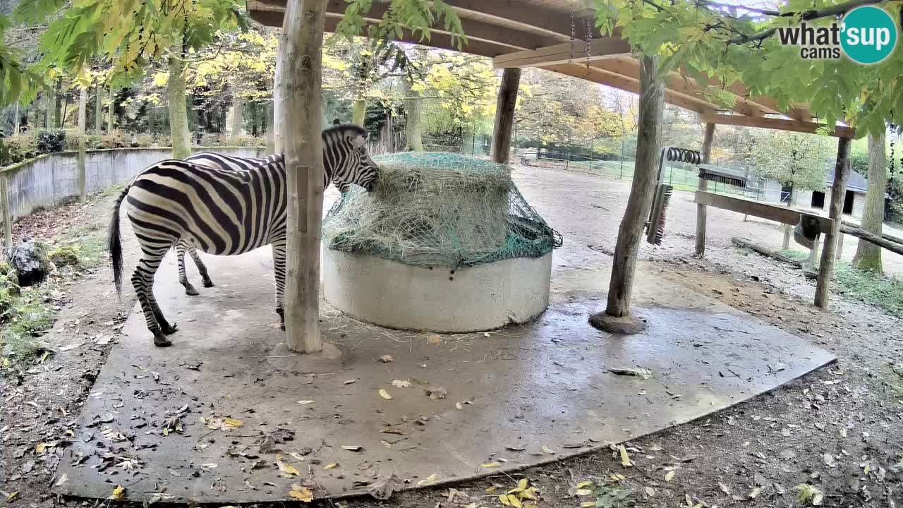 Live Webcam Zebras in Ljubljana ZOO – Slowenien