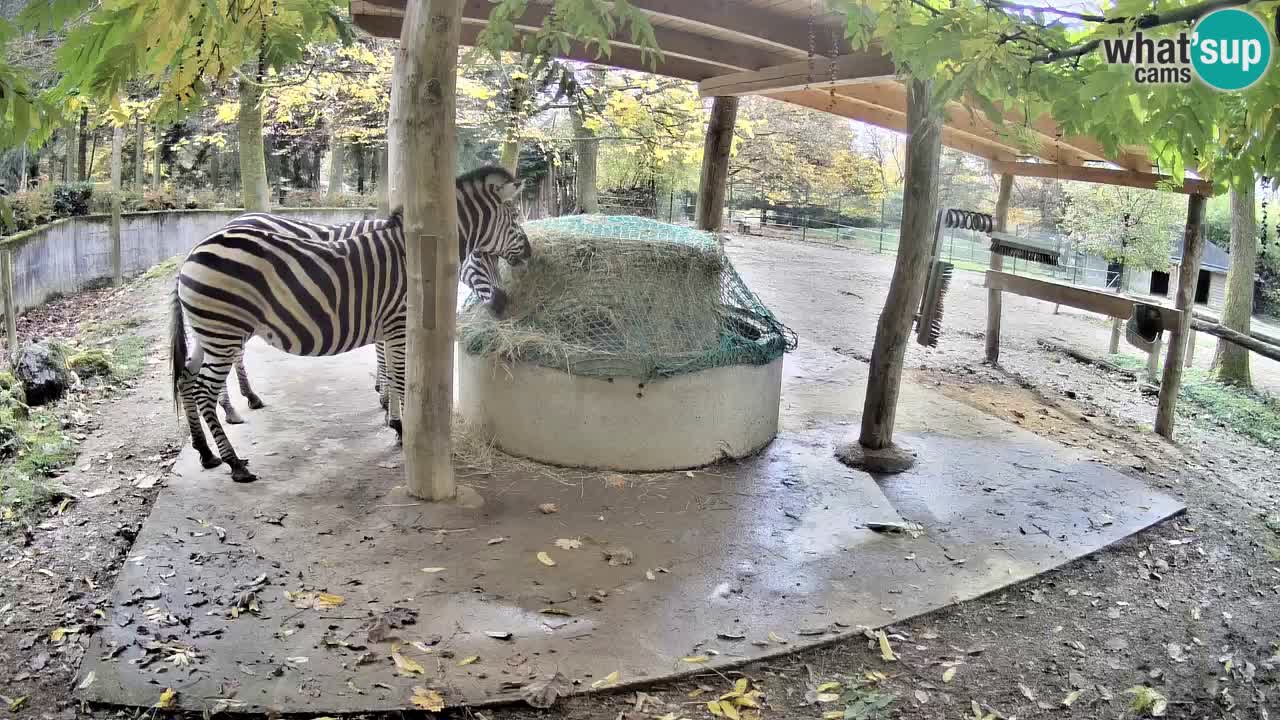 Live Webcam Zebras in Ljubljana ZOO – Slowenien
