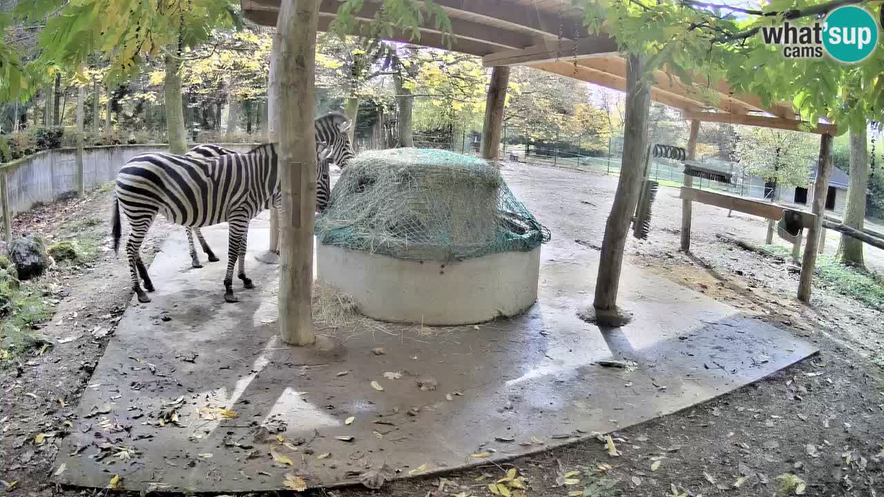 Live Webcam Zebras in Ljubljana ZOO – Slowenien