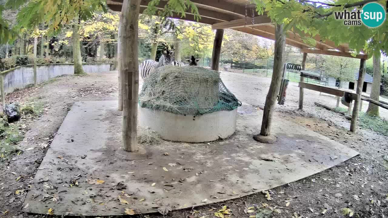 Live Webcam Zebras in Ljubljana ZOO – Slowenien