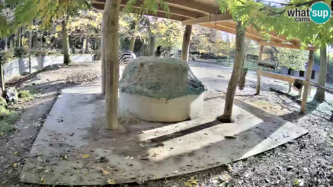 Zebre v živo v živalskem vrtu Ljubljana ZOO spletne kamere