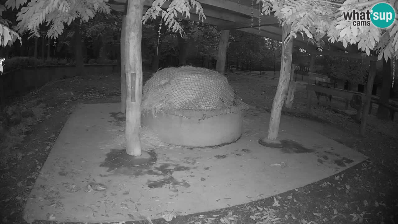 Zebre v živo v živalskem vrtu Ljubljana ZOO spletne kamere