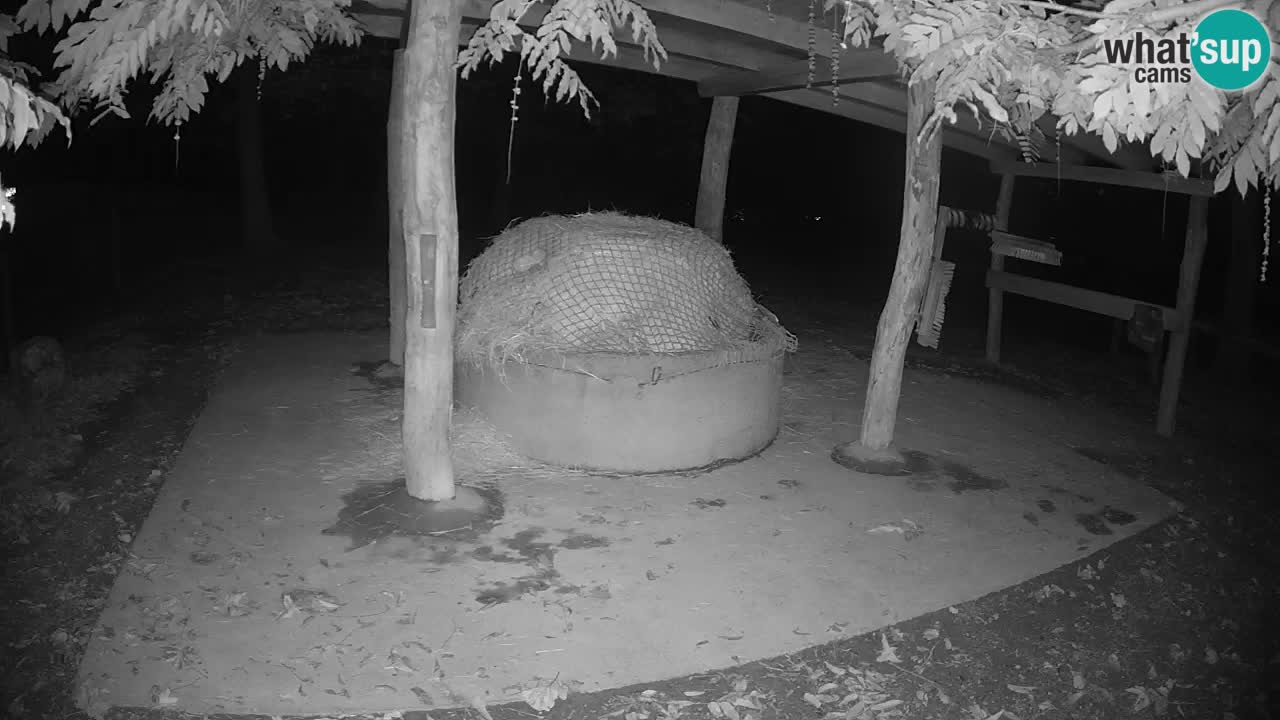 Live Webcam Zebras in Ljubljana ZOO – Slowenien