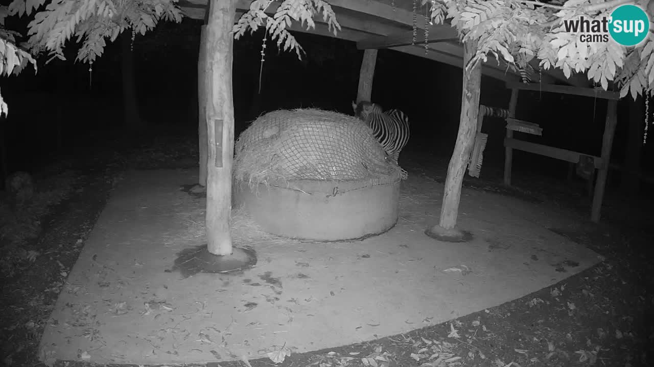 Live Webcam Zebras in Ljubljana ZOO – Slowenien