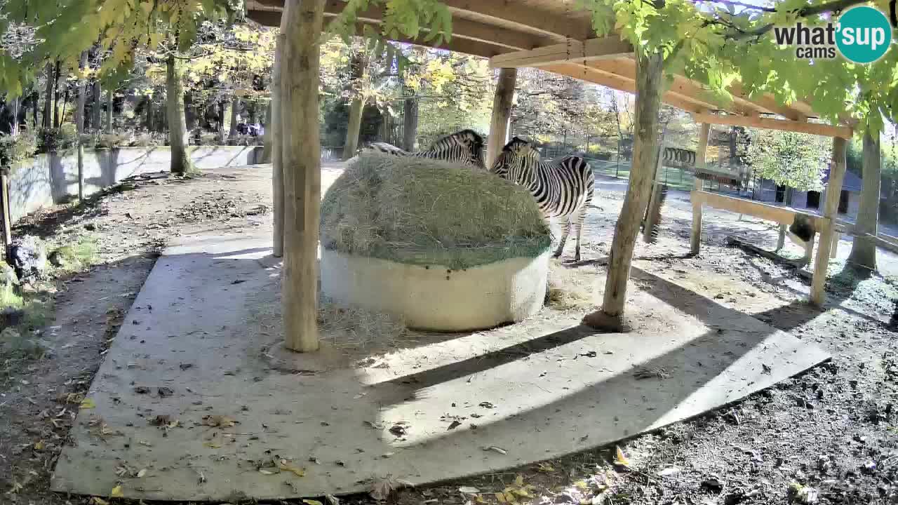 Le Zebre nello ZOO di Ljubljana – Slovenia Live webcam
