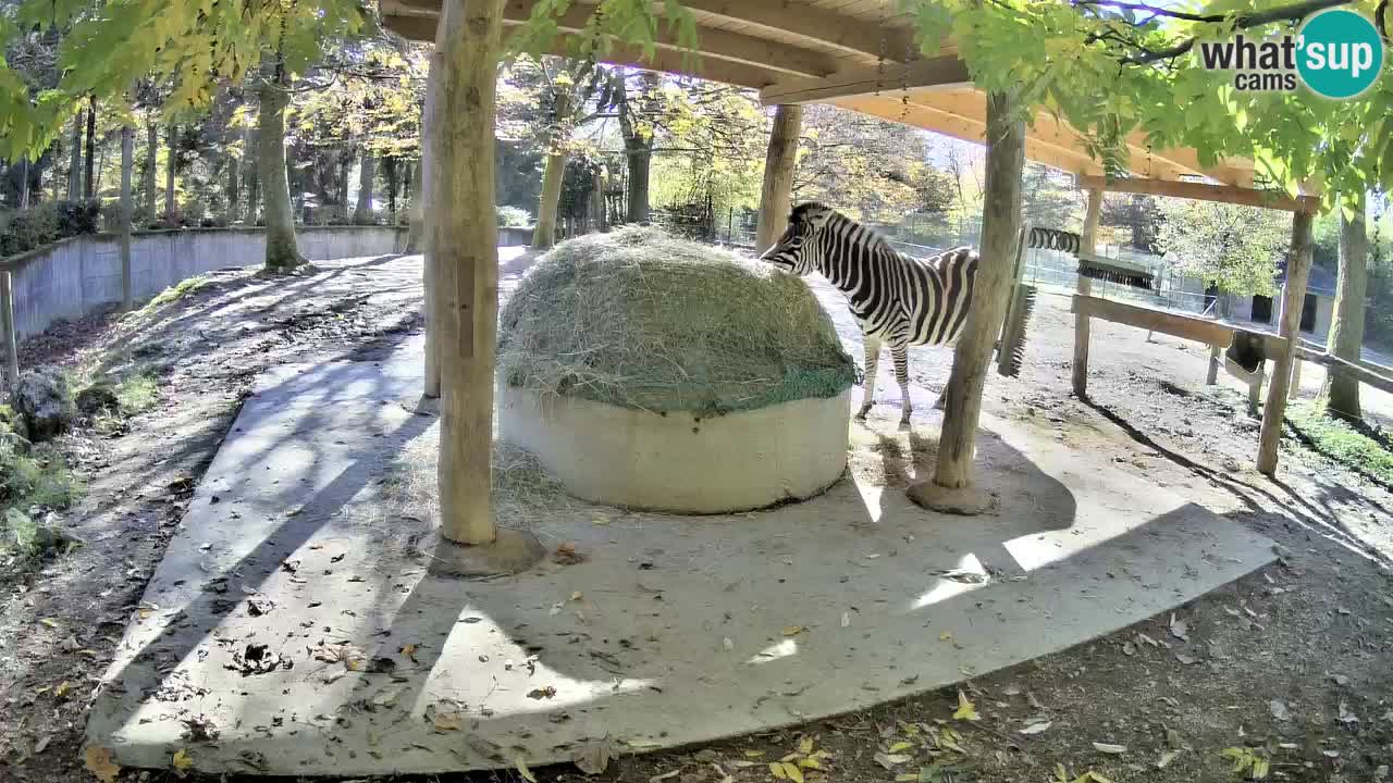 Live webcam Les zèbres in Ljubljana ZOO – Slovénie