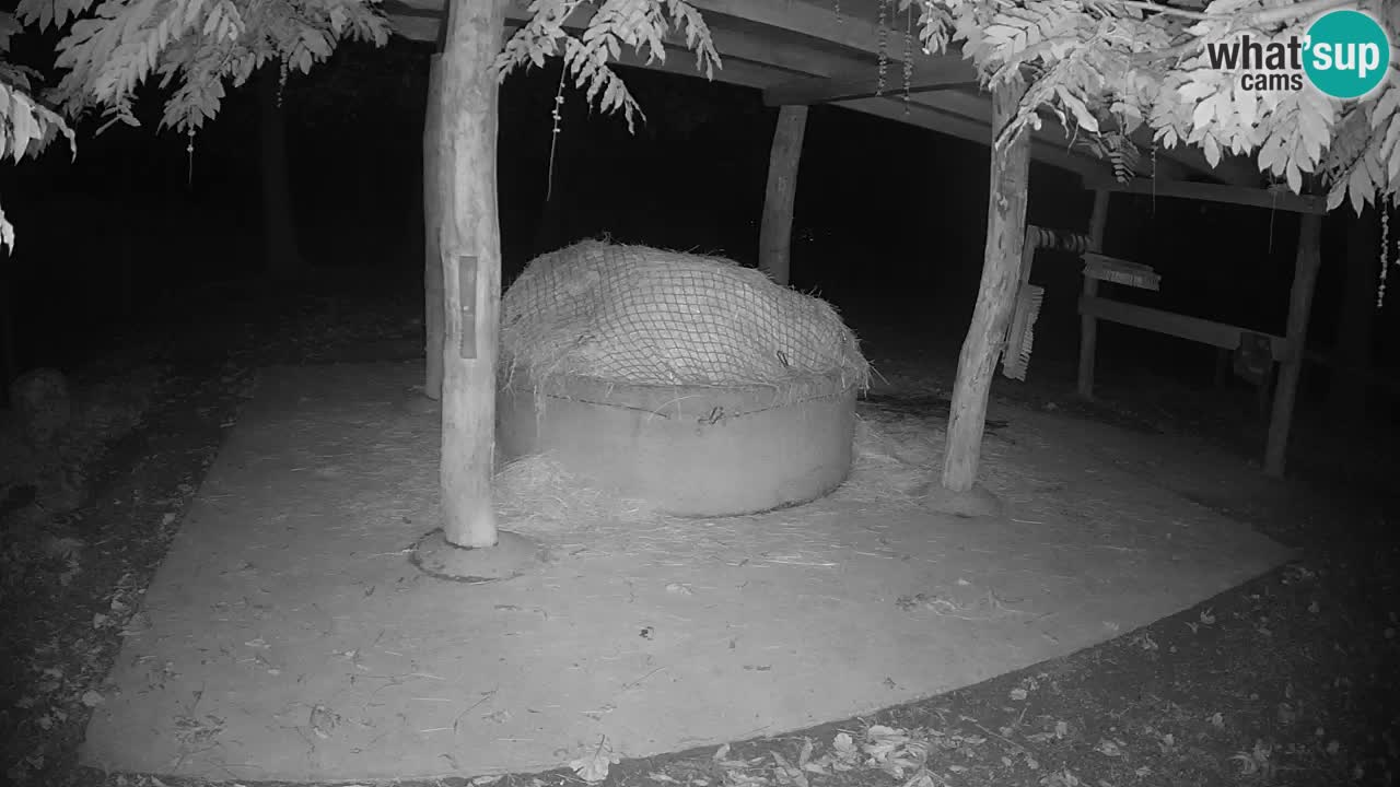 Le Zebre nello ZOO di Ljubljana – Slovenia Live webcam