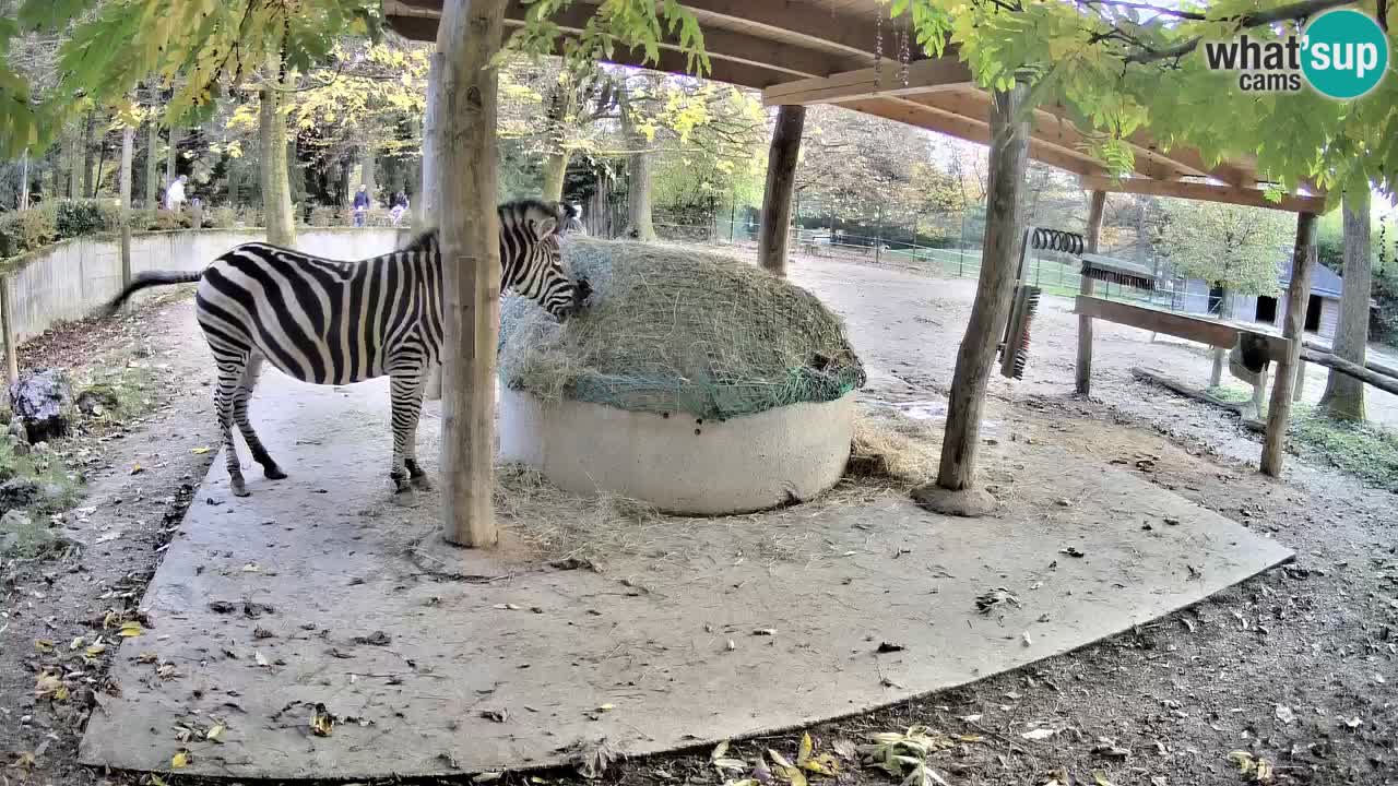 Live webcam Zebras in Ljubljana ZOO – Slovenia