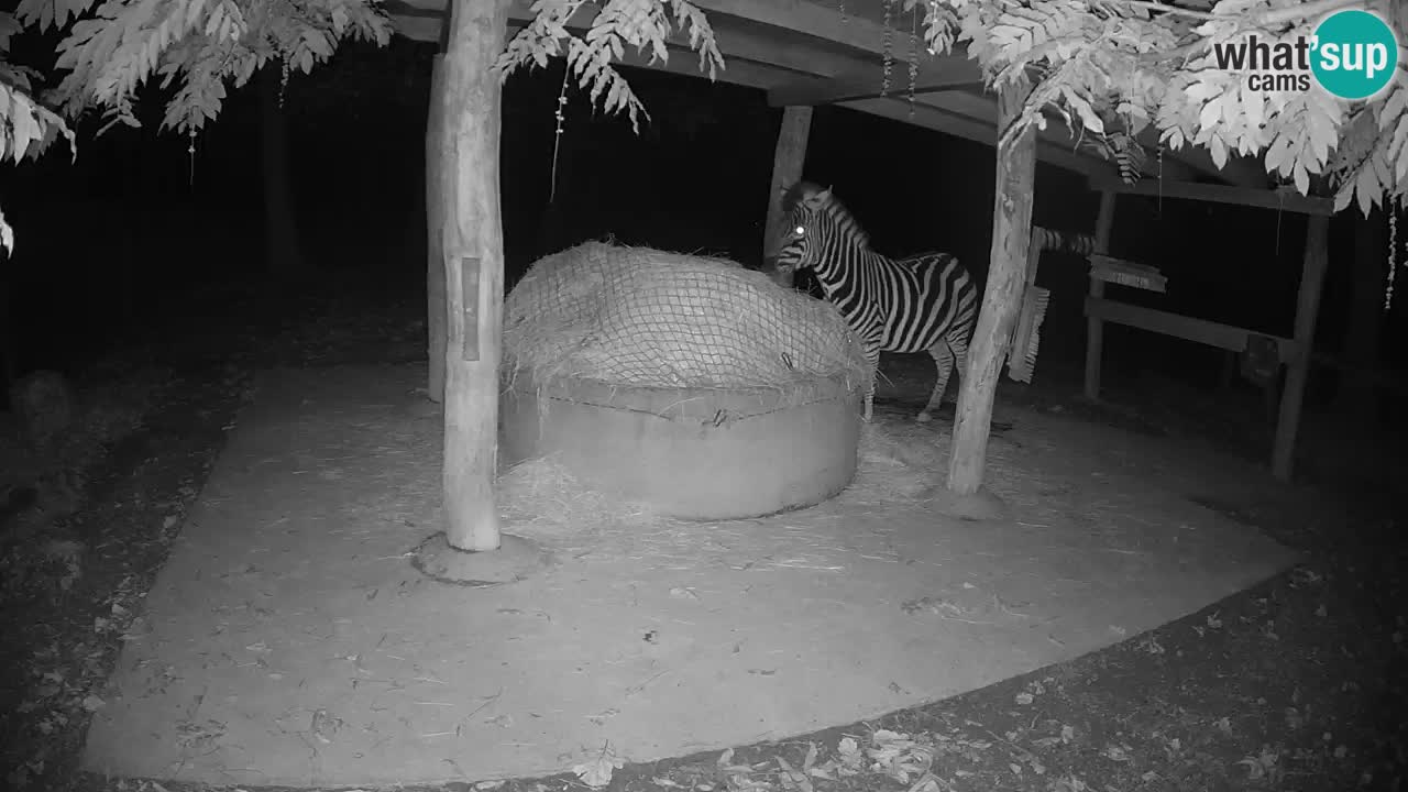 Zebre v živo v živalskem vrtu Ljubljana ZOO spletne kamere