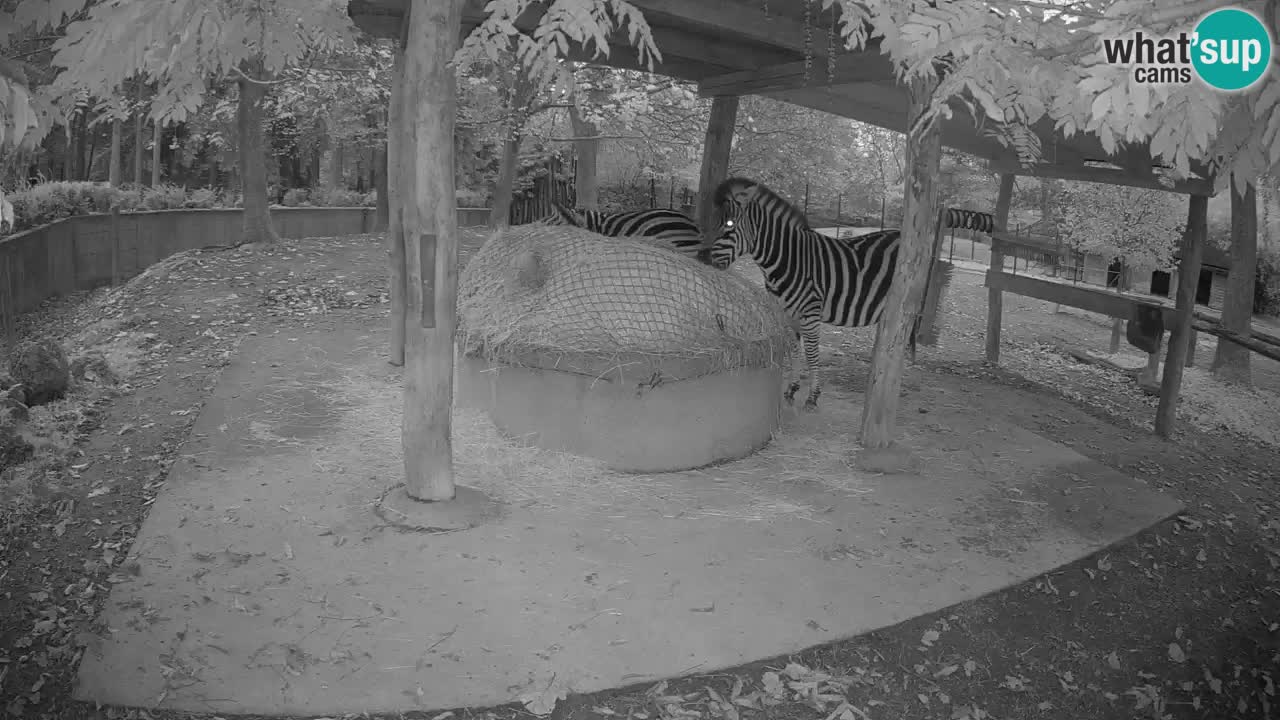 Le Zebre nello ZOO di Ljubljana – Slovenia Live webcam