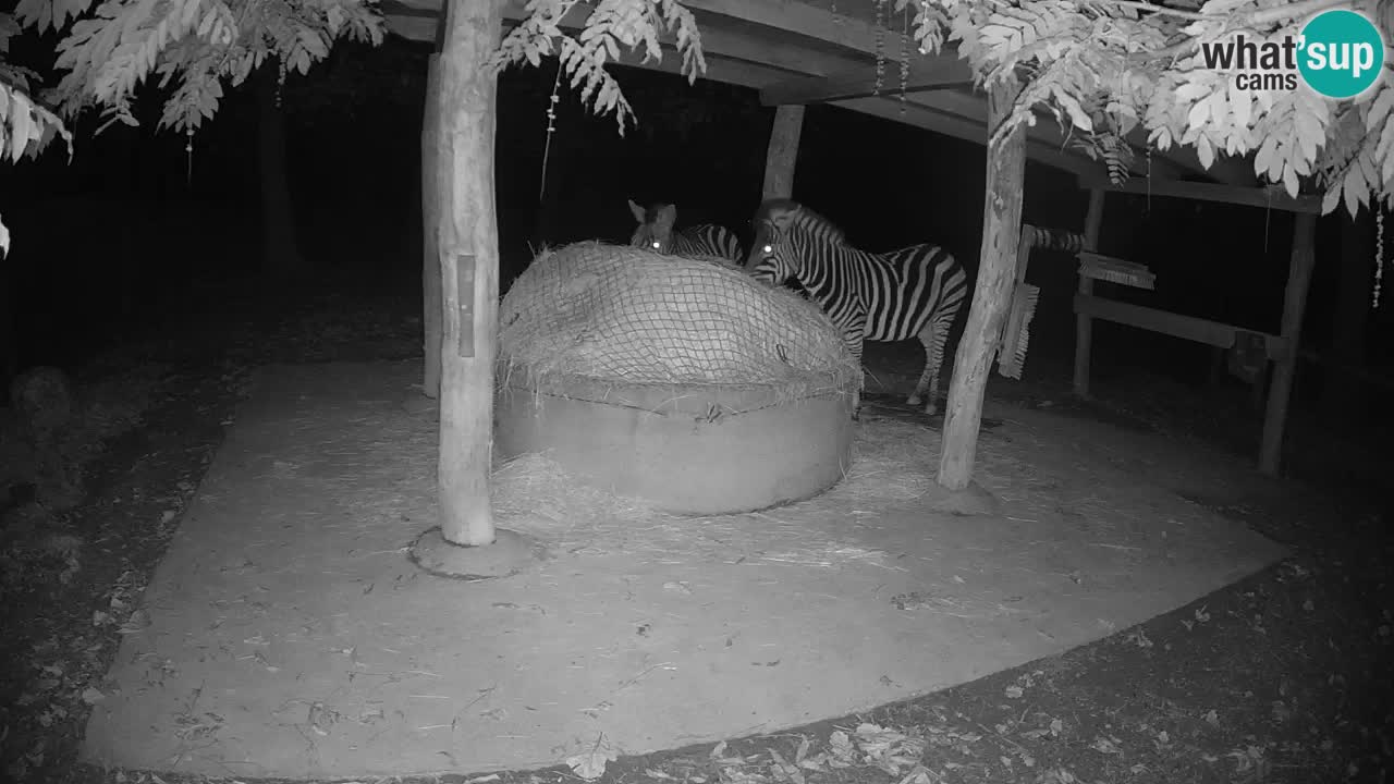 Live webcam Zebras in Ljubljana ZOO – Slovenia