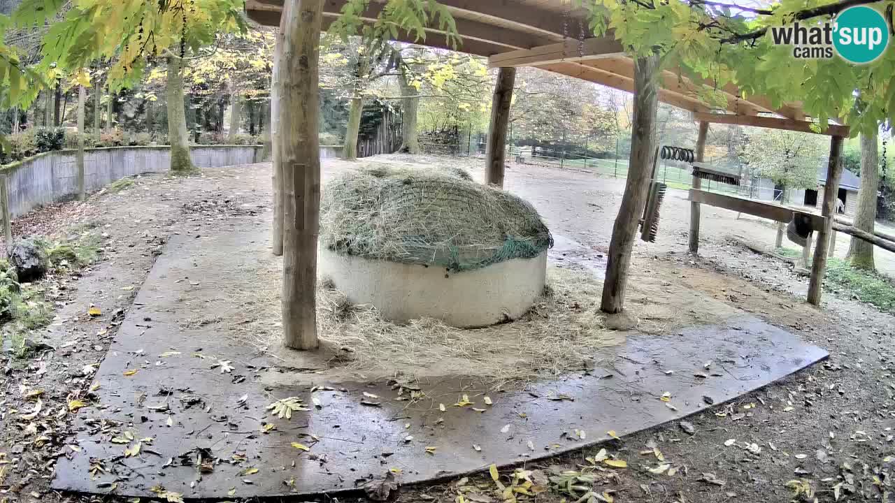 Le Zebre nello ZOO di Ljubljana – Slovenia Live webcam