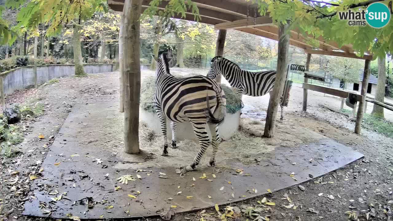 Live webcam Les zèbres in Ljubljana ZOO – Slovénie
