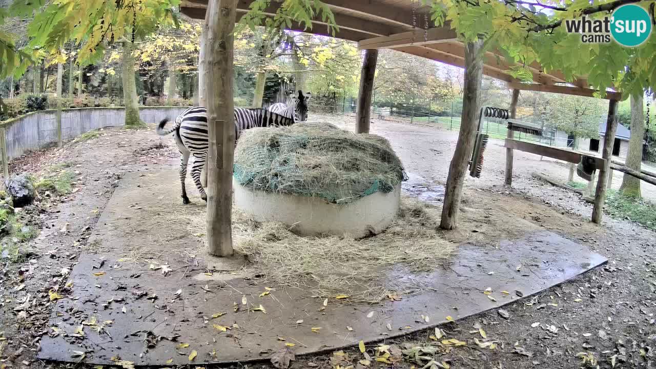 Le Zebre nello ZOO di Ljubljana – Slovenia Live webcam