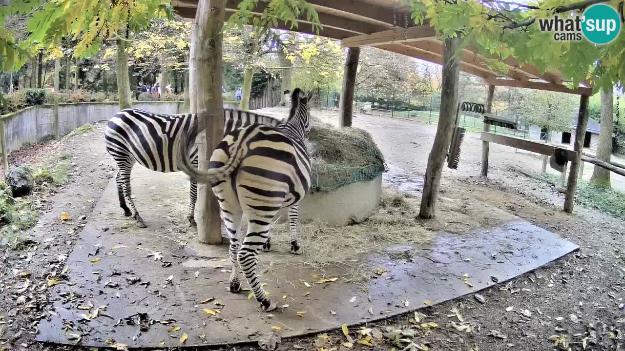 Le Zebre nello ZOO di Ljubljana – Slovenia Live webcam