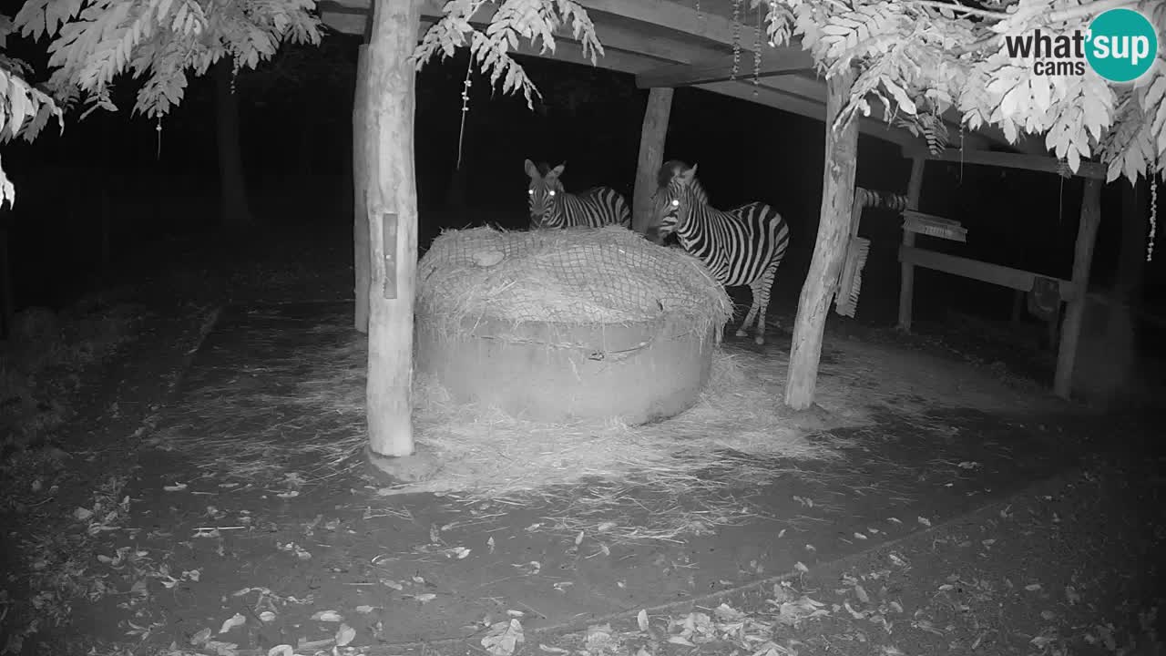 Web kamera uživo Zebras u ZOO Ljubljana – Slovenija