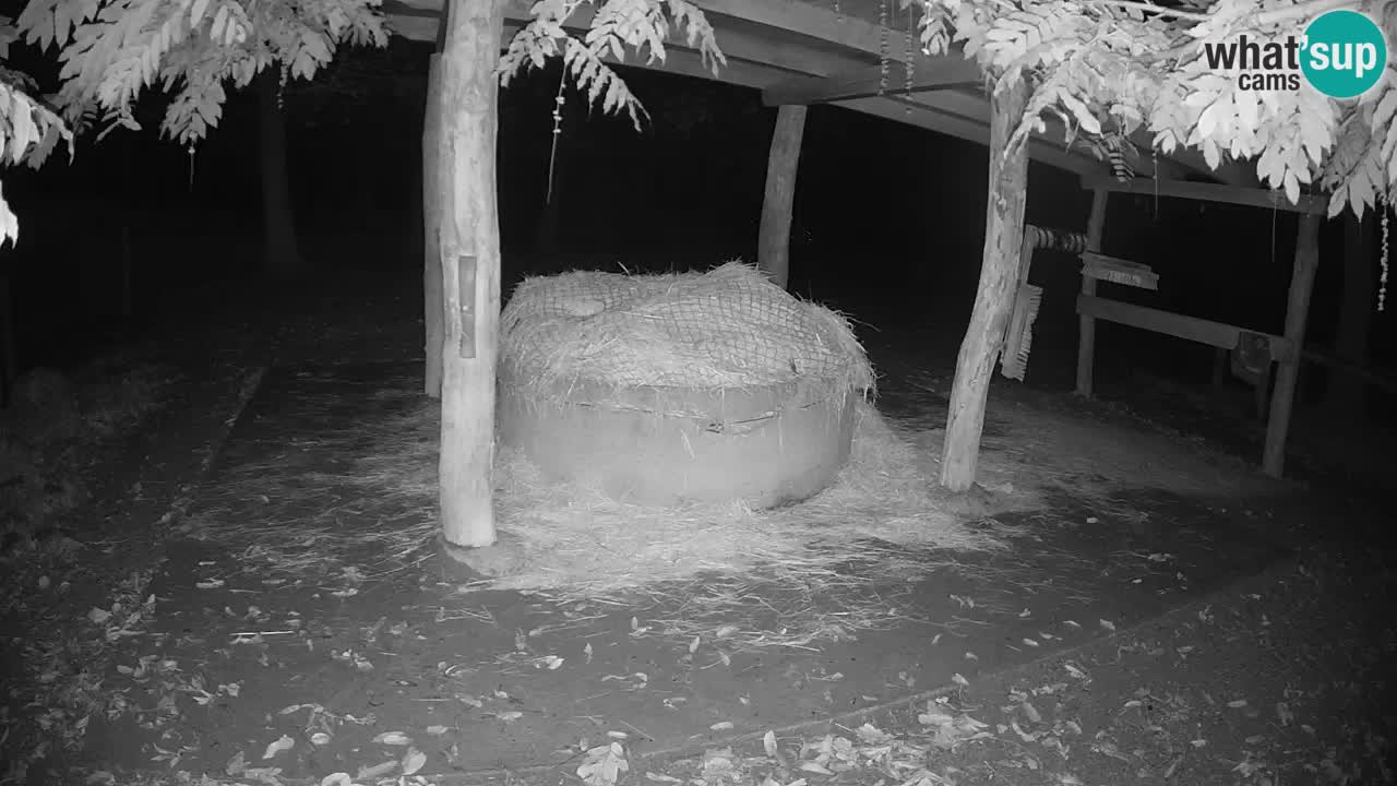 Live Webcam Zebras in Ljubljana ZOO – Slowenien