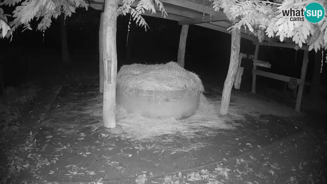 Web kamera uživo Zebras u ZOO Ljubljana – Slovenija