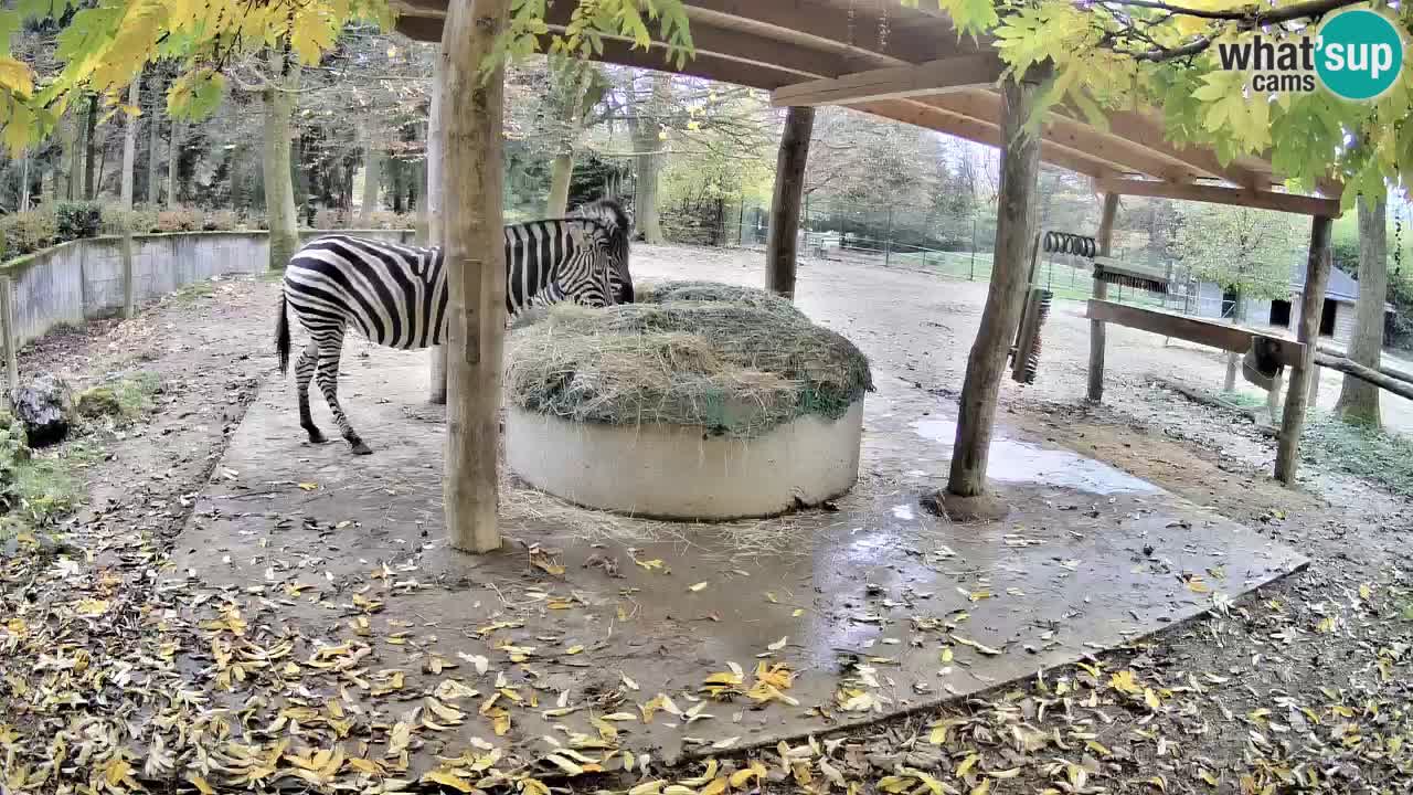 Camera en vivo Cebras in Ljubljana ZOO – Eslovenia