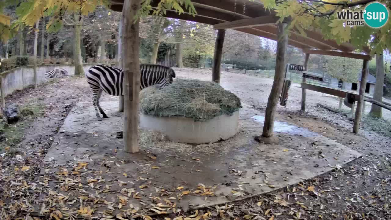 Le Zebre nello ZOO di Ljubljana – Slovenia Live webcam