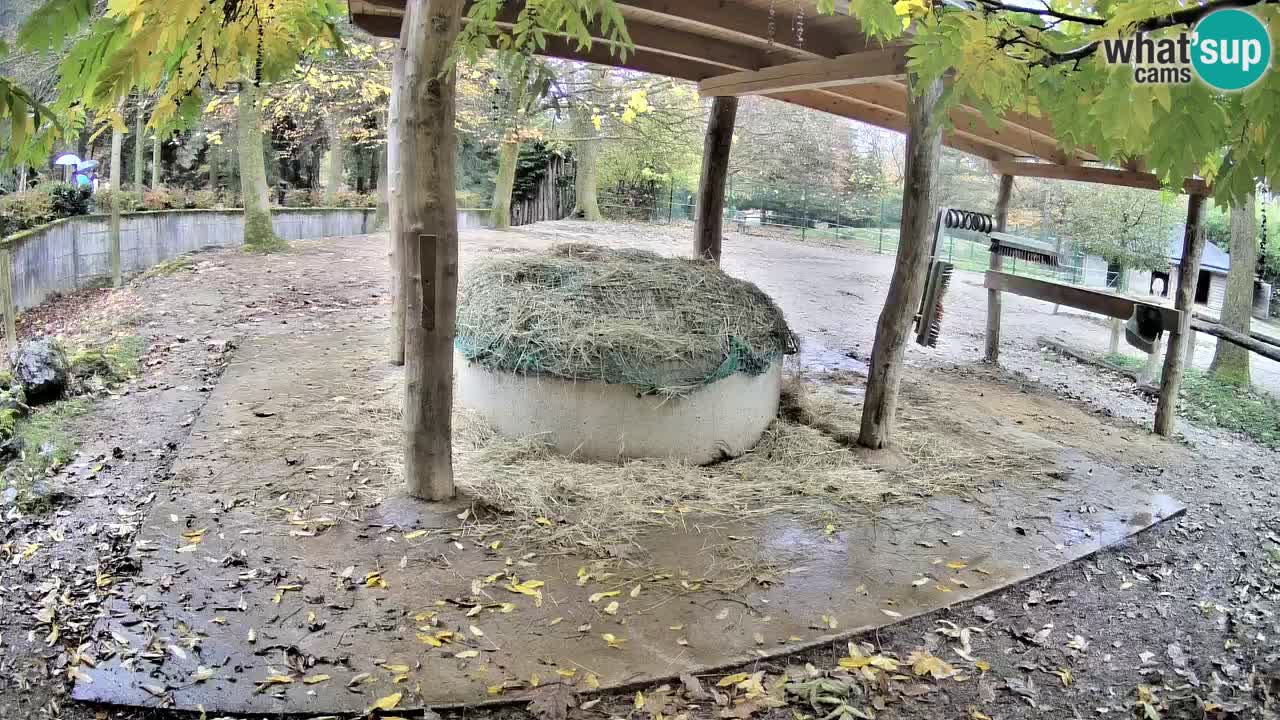 Web kamera uživo Zebras u ZOO Ljubljana – Slovenija