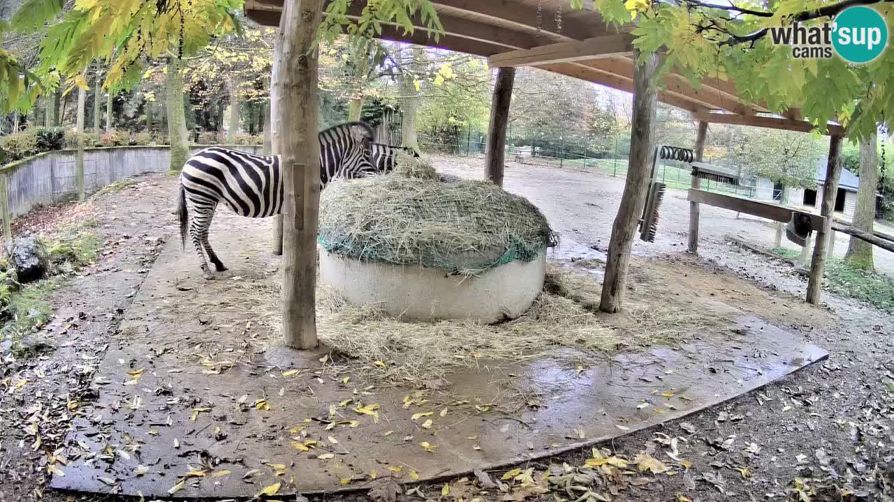 Web kamera uživo Zebras u ZOO Ljubljana – Slovenija