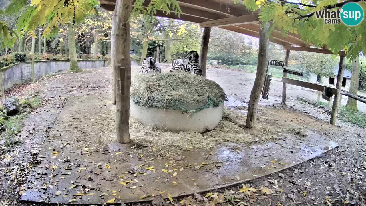 Web kamera uživo Zebras u ZOO Ljubljana – Slovenija