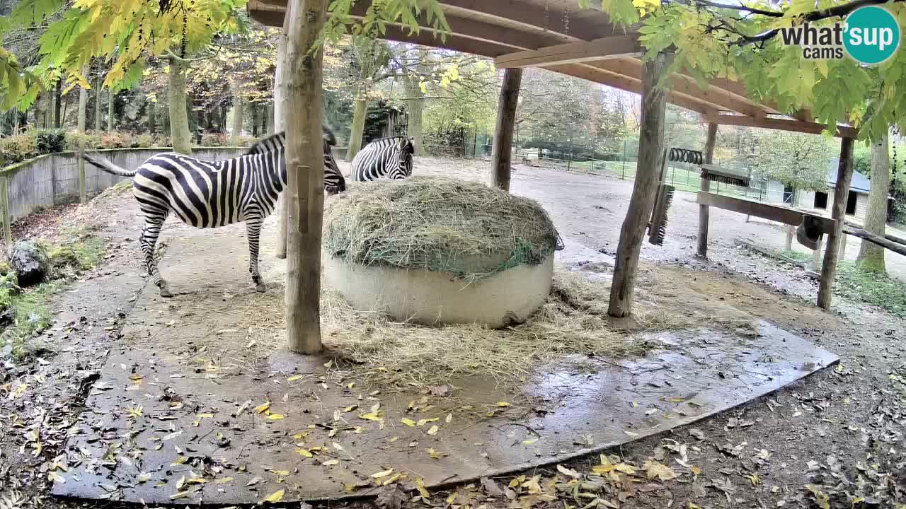 Web kamera uživo Zebras u ZOO Ljubljana – Slovenija